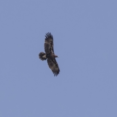 Aquila audax (Wedge-tailed Eagle) at The Pinnacle - 1 Jan 2019 by Alison Milton