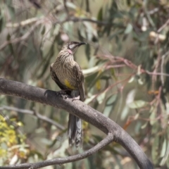 Anthochaera carunculata (Red Wattlebird) at The Pinnacle - 1 Jan 2019 by Alison Milton