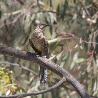 Anthochaera carunculata (Red Wattlebird) at Dunlop, ACT - 1 Jan 2019 by Alison Milton