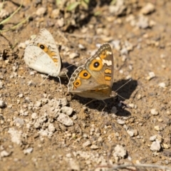 Junonia villida (Meadow Argus) at Dunlop, ACT - 2 Jan 2019 by AlisonMilton