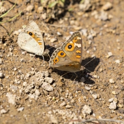 Junonia villida (Meadow Argus) at The Pinnacle - 1 Jan 2019 by AlisonMilton