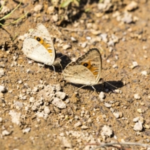 Junonia villida at Dunlop, ACT - 2 Jan 2019