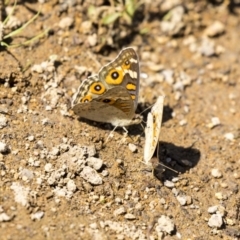 Junonia villida at Dunlop, ACT - 2 Jan 2019