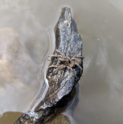 Lycosidae (family) (Unidentified wolf spider) at Karabar, NSW - 2 Jan 2019 by Speedsta