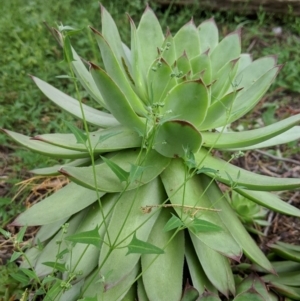 Sempervivum tectorum at Karabar, NSW - 2 Jan 2019