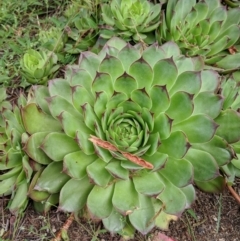 Sempervivum tectorum at Karabar, NSW - 2 Jan 2019