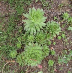 Sempervivum tectorum at Karabar, NSW - 2 Jan 2019