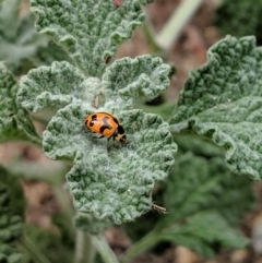 Coccinella transversalis (Transverse Ladybird) at Karabar, NSW - 2 Jan 2019 by Speedsta