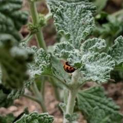 Coccinella transversalis at Karabar, NSW - 2 Jan 2019