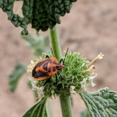 Agonoscelis rutila (Horehound bug) at QPRC LGA - 2 Jan 2019 by Speedsta