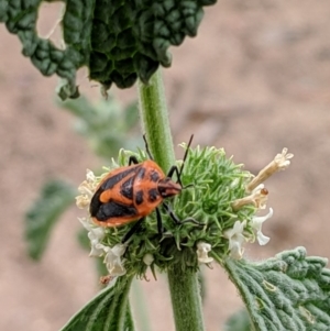 Agonoscelis rutila at Karabar, NSW - 2 Jan 2019