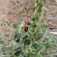 Agonoscelis rutila at Karabar, NSW - 2 Jan 2019 04:26 PM