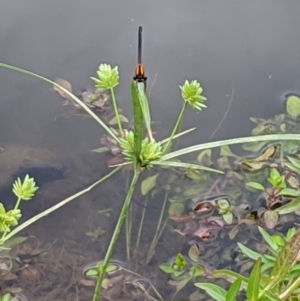 Nososticta solida at Karabar, NSW - 2 Jan 2019