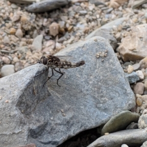 Apiocera sp. (genus) at Karabar, NSW - 2 Jan 2019