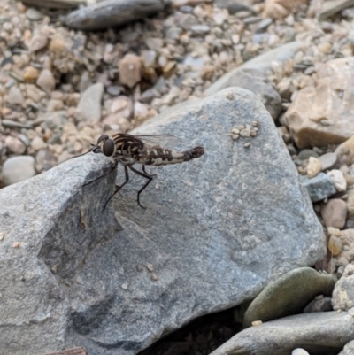 Apiocera sp. (genus) (A flower loving fly) at Karabar, NSW - 2 Jan 2019 by Speedsta