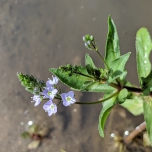 Veronica anagallis-aquatica at Karabar, NSW - 2 Jan 2019 03:56 PM