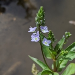 Veronica anagallis-aquatica at Karabar, NSW - 2 Jan 2019