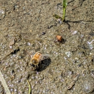 Apis mellifera at Karabar, NSW - 2 Jan 2019