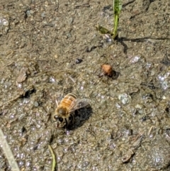 Apis mellifera (European honey bee) at Karabar, NSW - 2 Jan 2019 by Speedsta