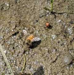 Apis mellifera at Karabar, NSW - 2 Jan 2019 03:53 PM