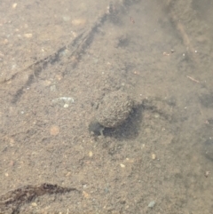 Unverified Fish at Karabar, NSW - 2 Jan 2019 by Speedsta
