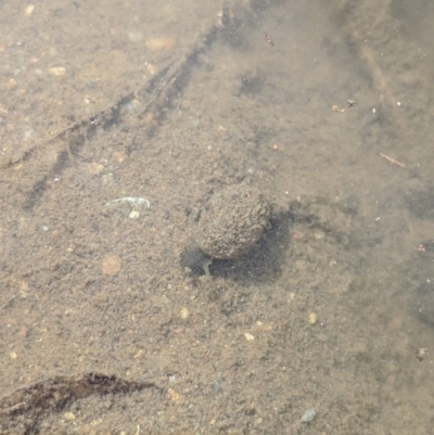 Unverified Fish at Karabar, NSW - 2 Jan 2019 by Speedsta