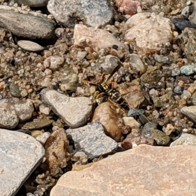 Polistes (Polistes) chinensis (Asian paper wasp) at QPRC LGA - 2 Jan 2019 by Speedsta