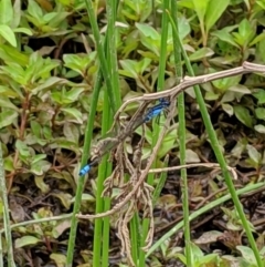 Ischnura heterosticta (Common Bluetail Damselfly) at QPRC LGA - 2 Jan 2019 by Speedsta