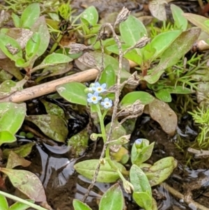 Myosotis laxa subsp. caespitosa at Karabar, NSW - 2 Jan 2019 03:20 PM