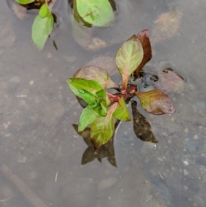 Ludwigia palustris at Karabar, NSW - 2 Jan 2019