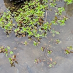 Ludwigia palustris at Karabar, NSW - 2 Jan 2019