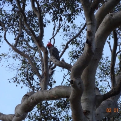 Callocephalon fimbriatum (Gang-gang Cockatoo) at Deakin, ACT - 2 Jan 2019 by TomT
