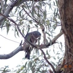 Callocephalon fimbriatum at Deakin, ACT - 2 Jan 2019