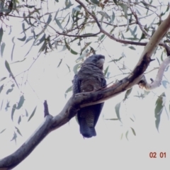 Callocephalon fimbriatum at Deakin, ACT - 2 Jan 2019