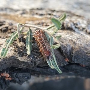 Jalmenus ictinus at Red Hill, ACT - 2 Jan 2019