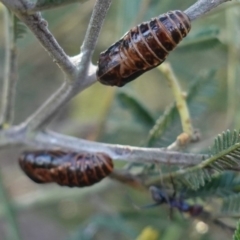 Jalmenus ictinus at Red Hill, ACT - 2 Jan 2019