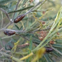 Jalmenus ictinus at Red Hill, ACT - 2 Jan 2019