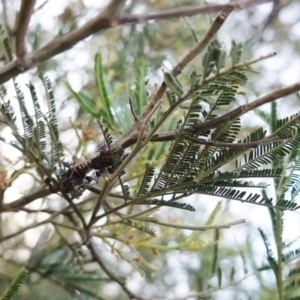 Jalmenus ictinus at Red Hill, ACT - 2 Jan 2019