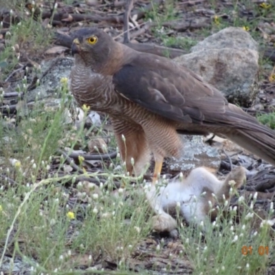 Tachyspiza fasciata (Brown Goshawk) at Deakin, ACT - 1 Jan 2019 by TomT