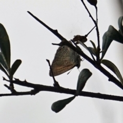 Nacaduba biocellata (Two-spotted Line-Blue) at Red Hill, ACT - 2 Jan 2019 by JackyF