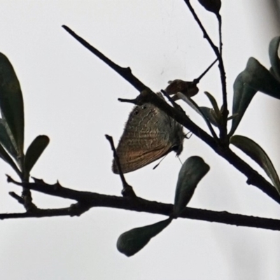 Nacaduba biocellata (Two-spotted Line-Blue) at Red Hill, ACT - 2 Jan 2019 by JackyF