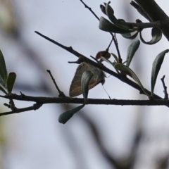 Nacaduba biocellata at Red Hill, ACT - 2 Jan 2019 06:23 PM