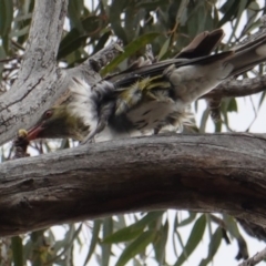 Oriolus sagittatus (Olive-backed Oriole) at Hughes, ACT - 2 Jan 2019 by JackyF