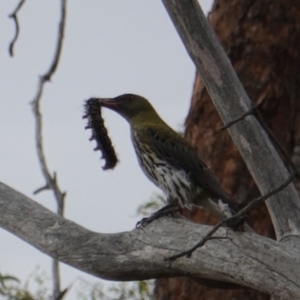 Oriolus sagittatus at Hughes, ACT - 2 Jan 2019 05:44 PM