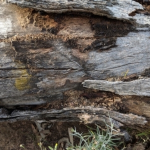 Papyrius nitidus at Red Hill, ACT - suppressed