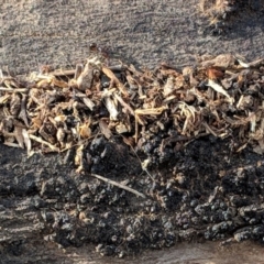 Papyrius nitidus at Red Hill, ACT - suppressed