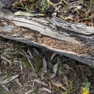 Papyrius nitidus at Red Hill, ACT - suppressed