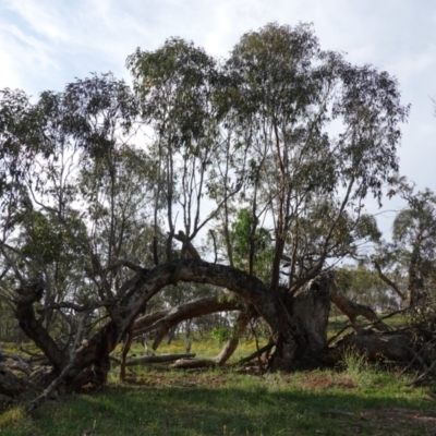 Eucalyptus bridgesiana (Apple Box) at Red Hill Nature Reserve - 2 Jan 2019 by JackyF