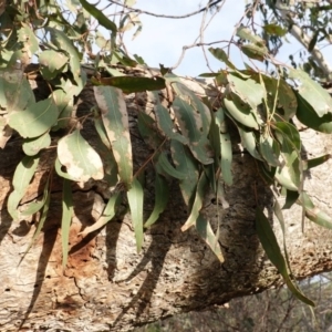 Eucalyptus bridgesiana at Red Hill Nature Reserve - 2 Jan 2019