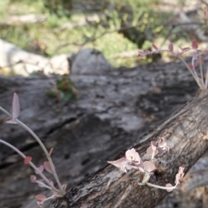 Eucalyptus bridgesiana at Red Hill, ACT - 2 Jan 2019